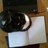 Tom_Lamming