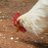 chickenman8765