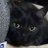 feline_cult