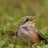 Vogelx3