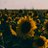 svnsunflowers