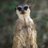 WildMeerkatLife