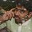pratikact