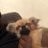 addae_avour