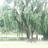 neerashah108
