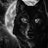 Lobo_Zorro70