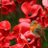 Jackie_Colin_B