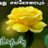 SubramanianRat3