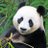 InappPanda