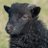 SheepUnheard