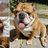 dog_gaming420