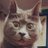 ChatonFi