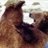 YogiBear3737