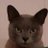 Kitty27485198