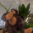 FlyOpineMonkey