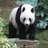 moose_lampa