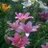 DrManoj_khurana