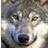 SapientWolf