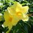 corinne_royal