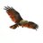 Eagle_is