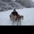 greyhoundsooty1