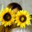 xigirasol