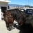 rodrigo_esp86