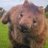 MasculineWombat