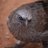 ornithzoologist