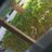 chuy_mees