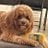 EMERSON_CAVAPOO