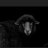 BLACKESTSHEEP85