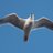 seagull1901