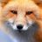 Am_Kitsune