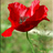 gazou_Kent