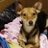 hounddog2982
