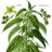 UrticaUrtica