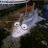 Raymondo_316