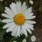 SunDaisy_Rose