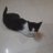 Aneek_S9