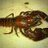 petcrayfish