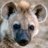 Hyenaha