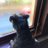 funnyweedog
