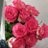 darya_jmcachan