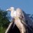 ThierryOLLIVIE1