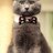 mew_gato