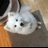 AlisonT15112752