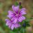 gulliver_77
