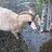 goatoftheplague