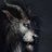 DWolfpy